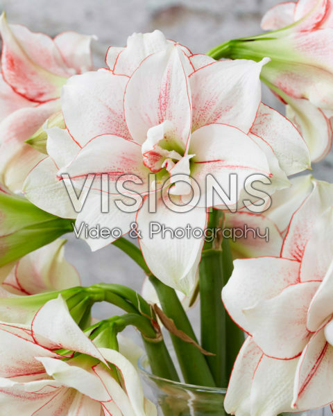 Hippeastrum Elvas Hippeastrum Elvas