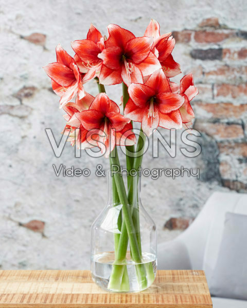 Hippeastrum Stardust Hippeastrum Stardust