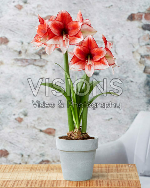 Hippeastrum Stardust Hippeastrum Stardust