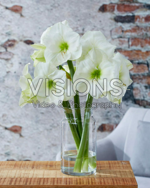 Hippeastrum Mont Blanc