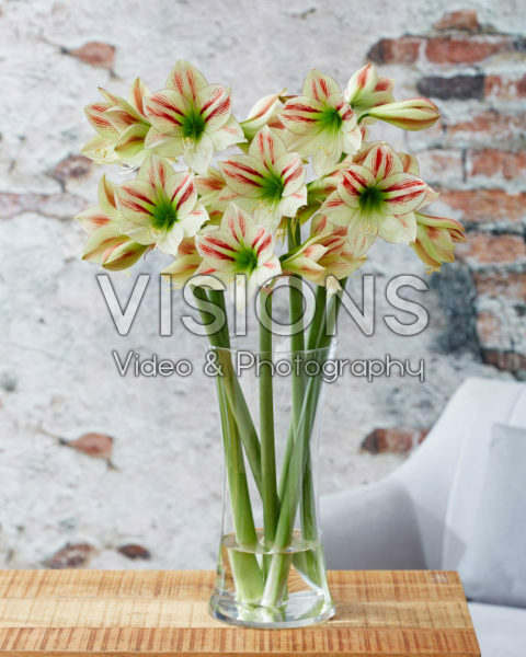 Hippeastrum Ambiance Hippeastrum Ambiance