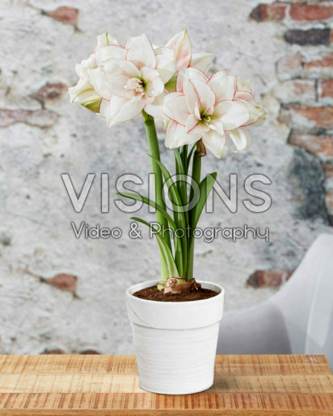 Hippeastrum Elvas Hippeastrum Elvas