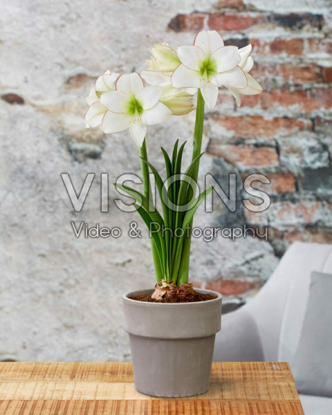 Hippeastrum Picotee