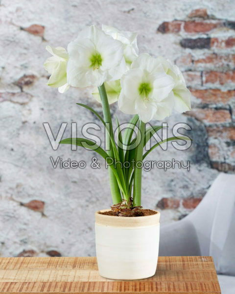 Hippeastrum Mont Blanc Hippeastrum Mont Blanc