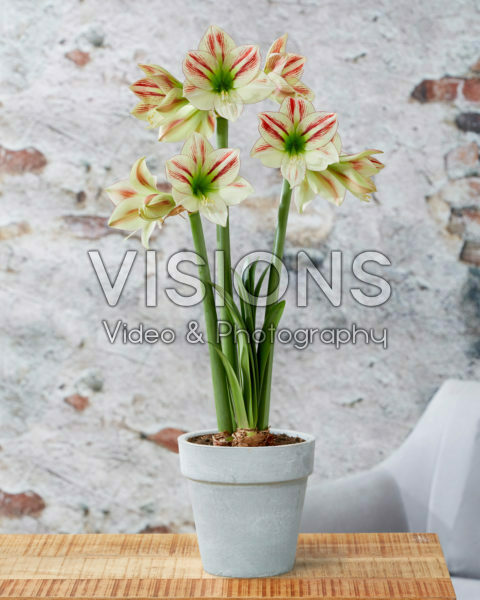 Hippeastrum Ambiance
