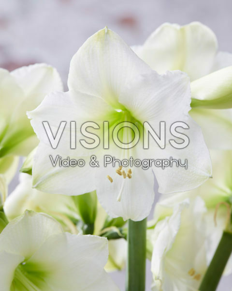 Hippeastrum Christmas Gift Hippeastrum Christmas Gift
