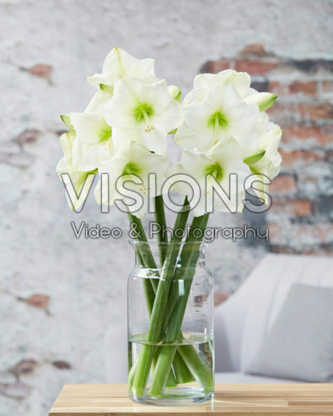 Hippeastrum Christmas Gift Hippeastrum Christmas Gift