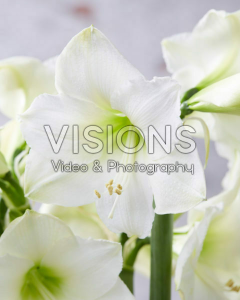 Hippeastrum Christmas Gift Hippeastrum Christmas Gift
