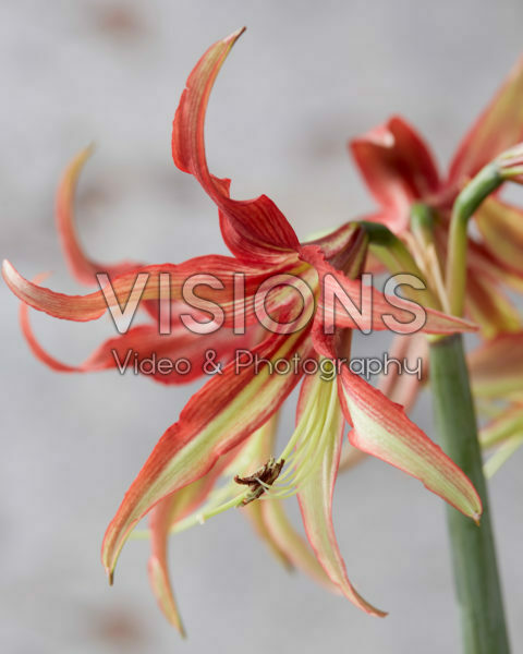 Hippeastrum La Paz Hippeastrum La Paz