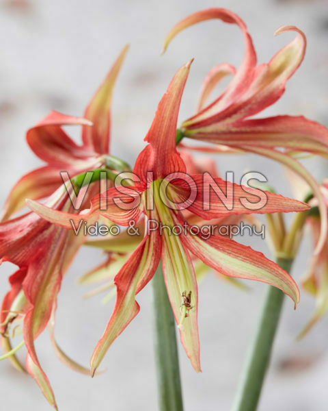 Hippeastrum La Paz