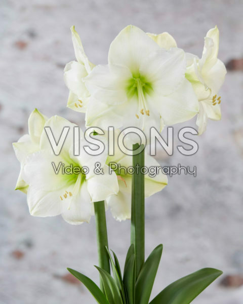 Hippeastrum Christmas Gift