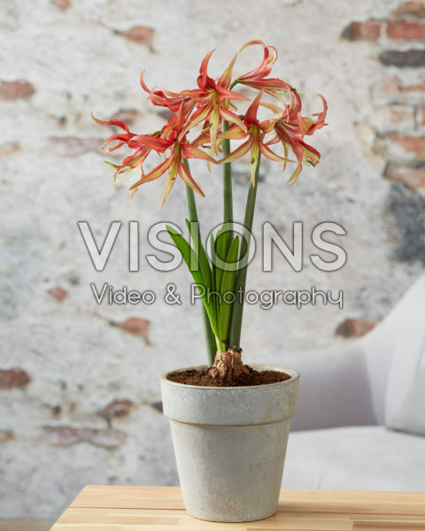 Hippeastrum La Paz Hippeastrum La Paz