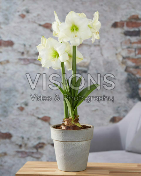 Hippeastrum Christmas Gift