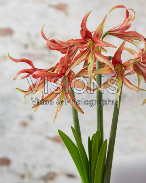 Hippeastrum La Paz