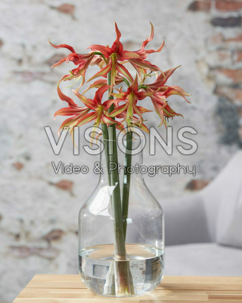Hippeastrum La Paz Hippeastrum La Paz
