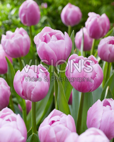 Tulipa Hurricane Tulipa Hurricane
