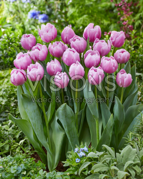 Tulipa Hurricane Tulipa Hurricane