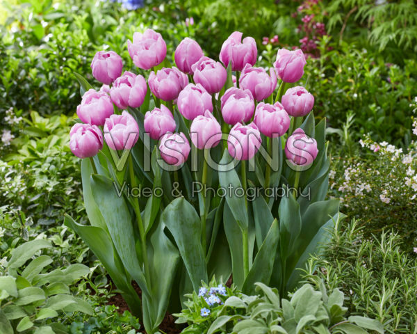 Tulipa Hurricane Tulipa Hurricane