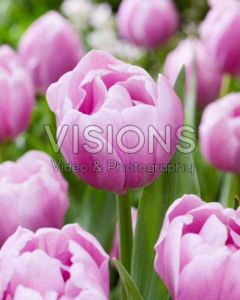 Tulipa Hurricane Tulipa Hurricane