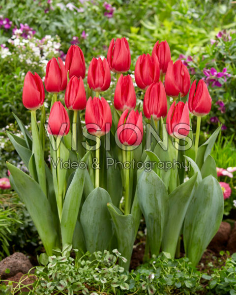 Tulipa Rodolfo
