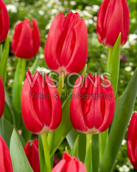 Tulipa Rodolfo