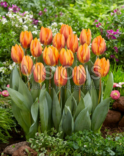 Tulipa Prinses Irene Tulipa Prinses Irene