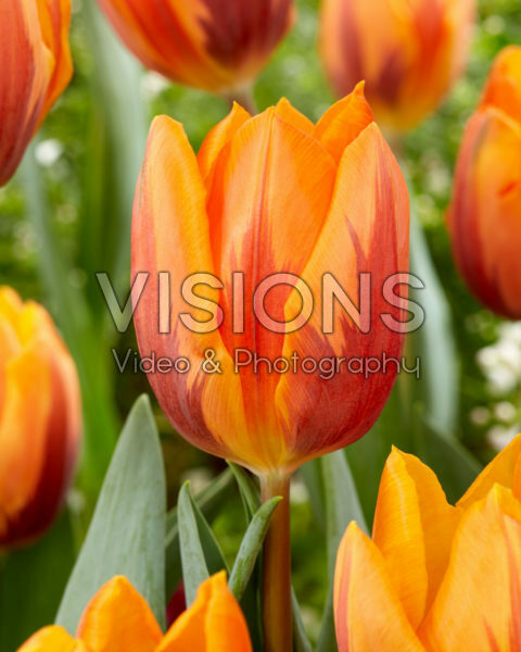 Tulipa Prinses Irene Tulipa Prinses Irene