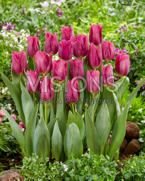 Tulipa Rogina Tulipa Rogina