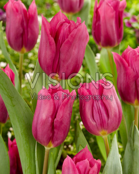 Tulipa Rogina Tulipa Rogina