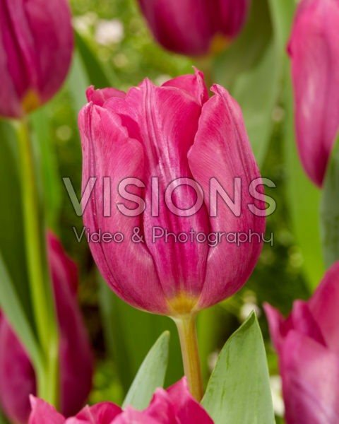 Tulipa Rogina Tulipa Rogina