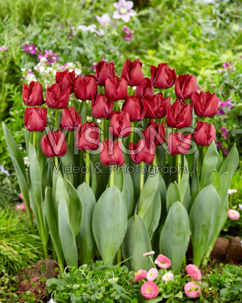 Tulipa Red Saigon