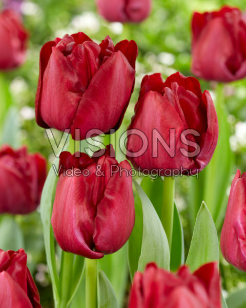 Tulipa Red Saigon Tulipa Red Saigon