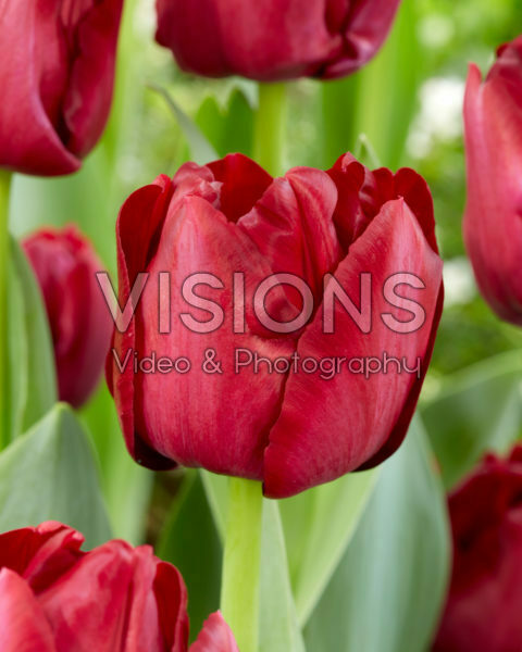 Tulipa Red Saigon Tulipa Red Saigon
