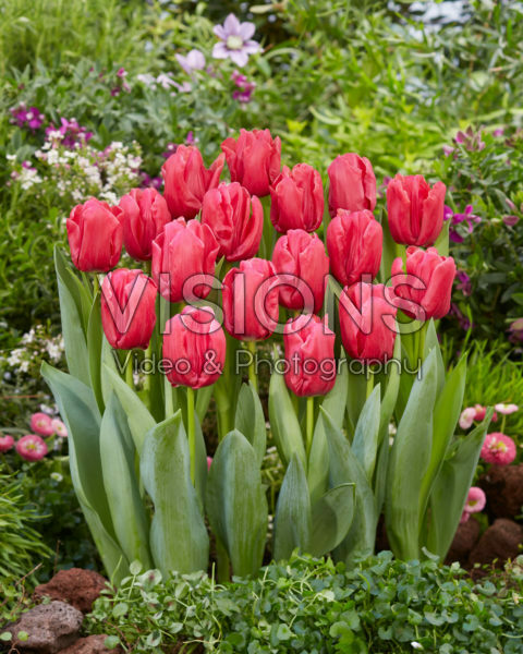 Tulipa Moneypenny Tulipa Moneypenny