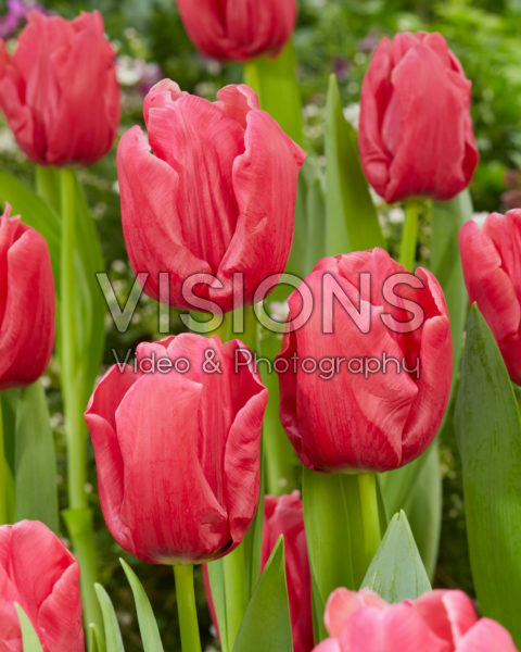 Tulipa Moneypenny Tulipa Moneypenny