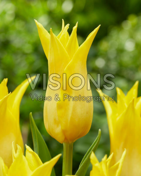Tulipa Sterre Tulipa Sterre