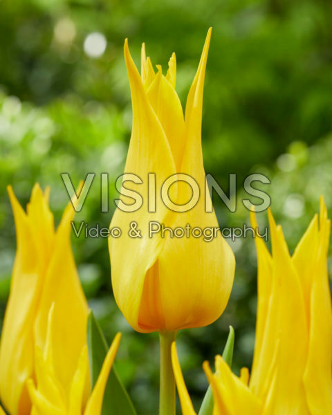 Tulipa Glamour Tulipa Glamour
