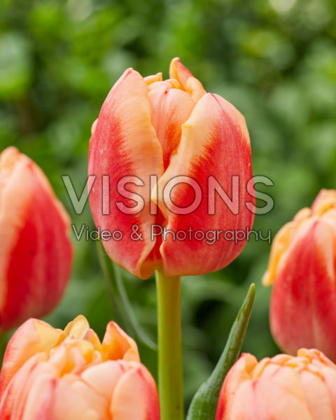 Tulipa Bed of Roses Tulipa Bed of Roses
