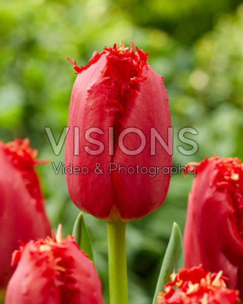 Tulipa Red Hot Chili Pepper