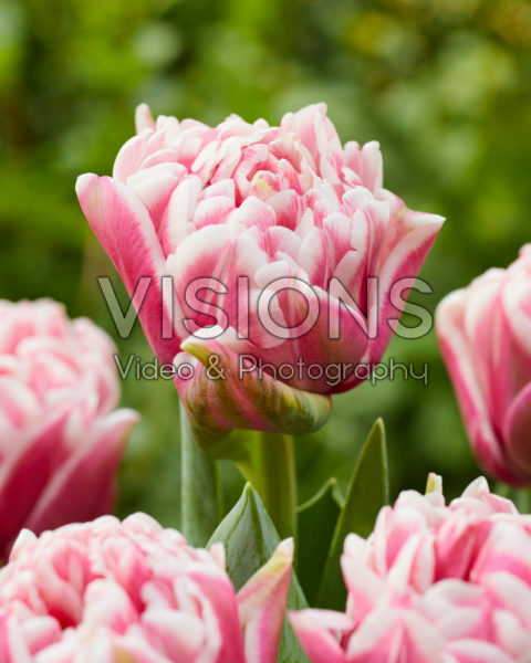 Tulipa Lets Dance