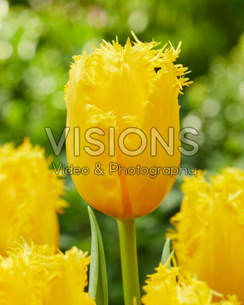 Tulipa Golden State