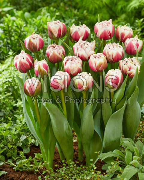 Tulipa Sarana Tulipa Sarana