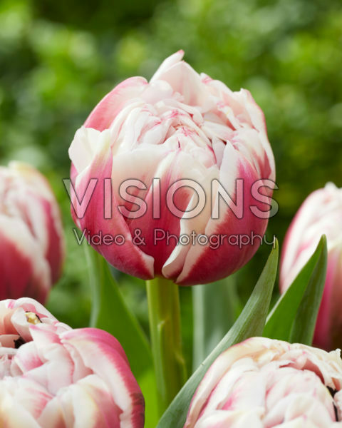 Tulipa Sarana