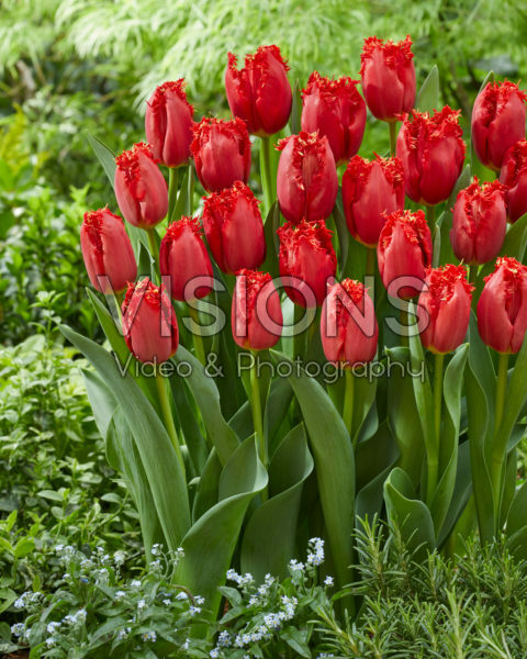 Tulipa Red Hot Chili Pepper Tulipa Red Hot Chili Pepper