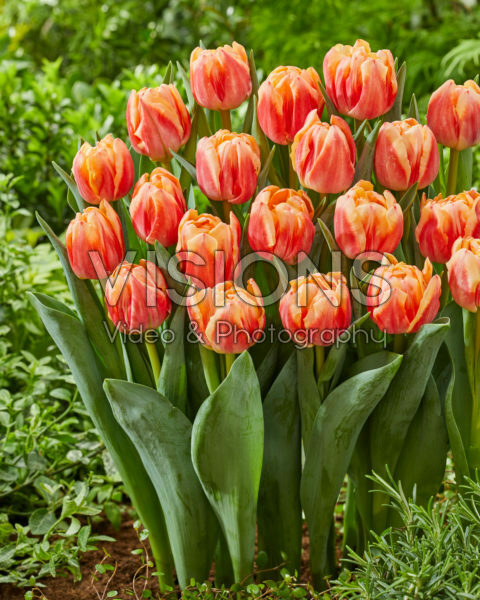 Tulipa Bed of Roses Tulipa Bed of Roses