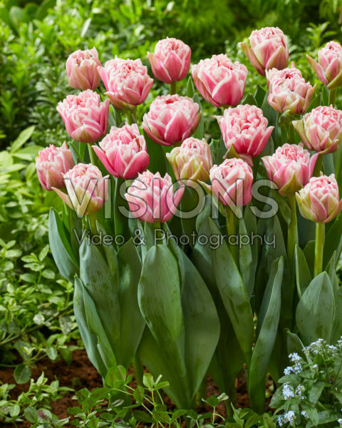 Tulipa Lets Dance