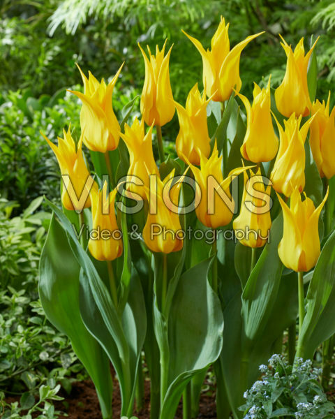 Tulipa Glamour Tulipa Glamour