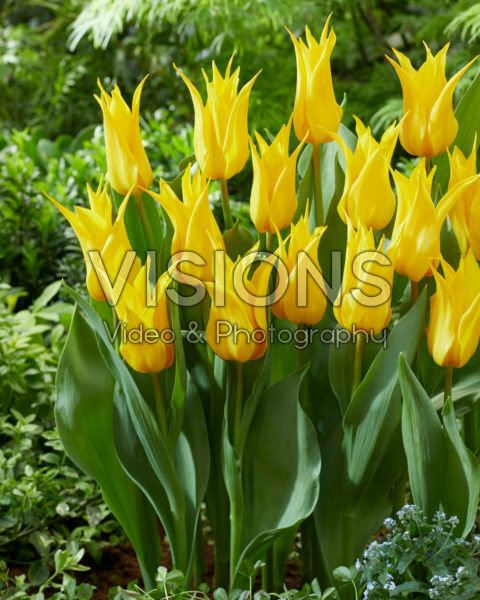 Tulipa 556-525-03-2001 Tulipa 556-525-03-2001