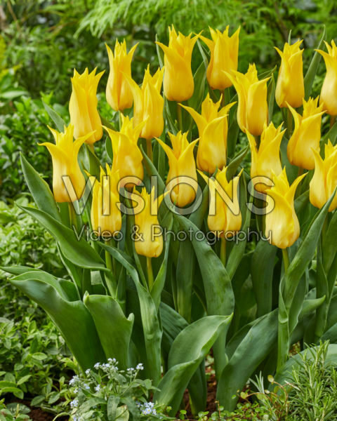 Tulipa Sterre Tulipa Sterre