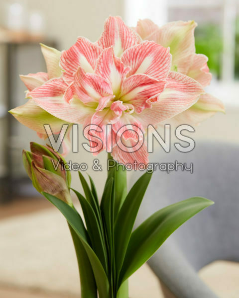 Hippeastrum Pretty Nymph